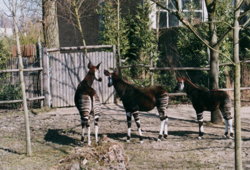 2003032232 blijdorp okapi